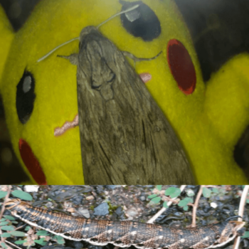 Thumbnail of post image 031